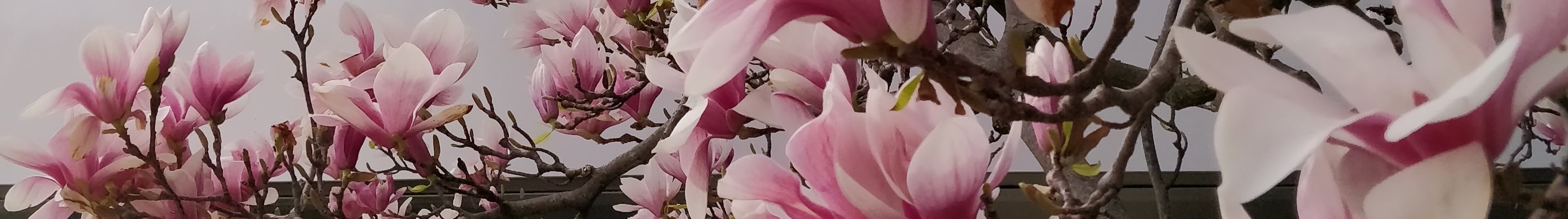 Magnolia flowers